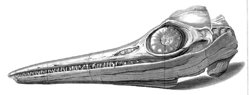 800px-AnningIchthyosaurSkull.jpg