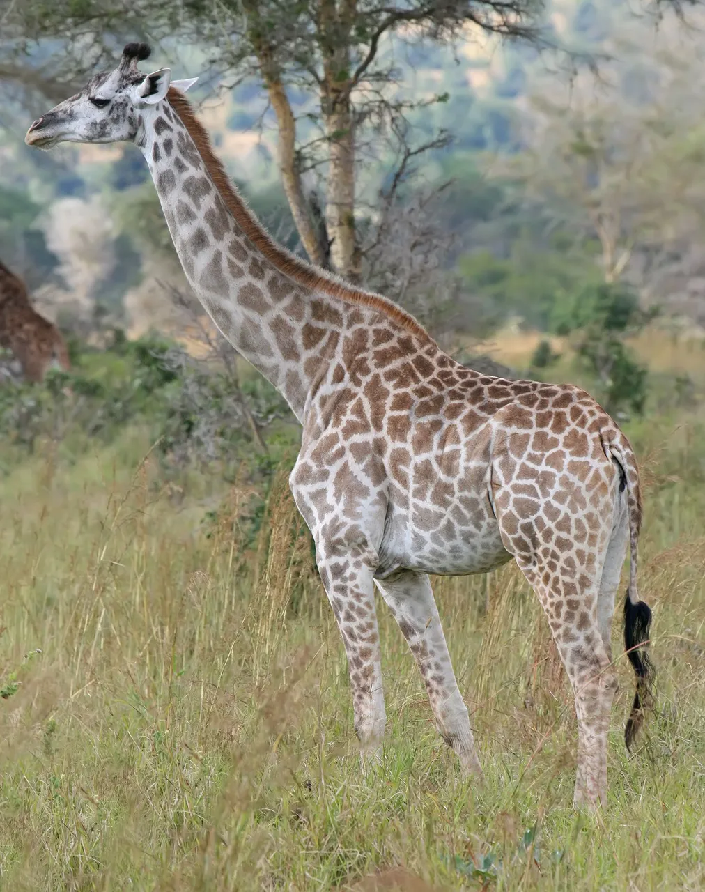 Giraffe_Mikumi_National_Park.jpg