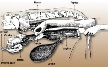 inseminacionartificialbovina.jpg