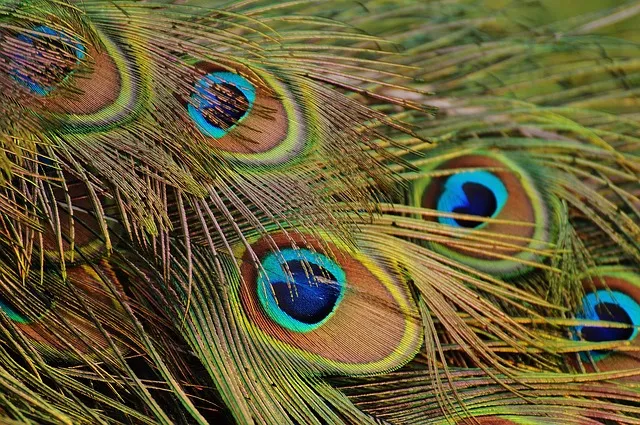 peacock-feathers-1312509_640.jpg