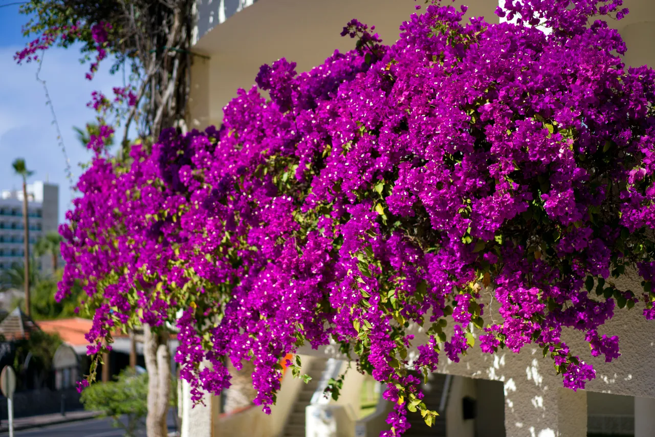 bunch of violet flower.jpg