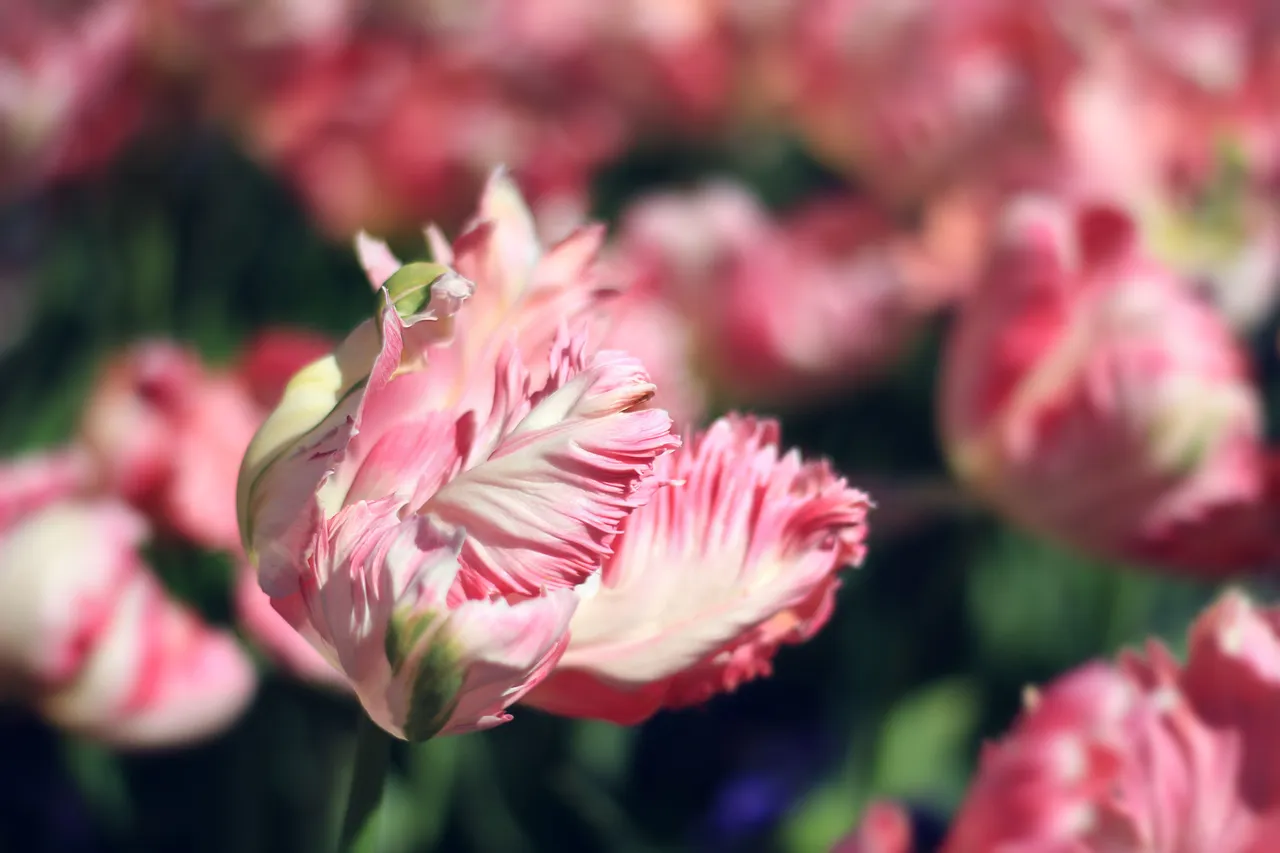 Parrot Tulip by Jerboa.jpg