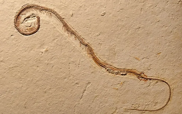 snake fossil with legs.jpg