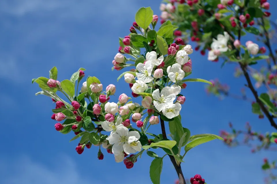 apple-blossom-173566_960_720.jpg