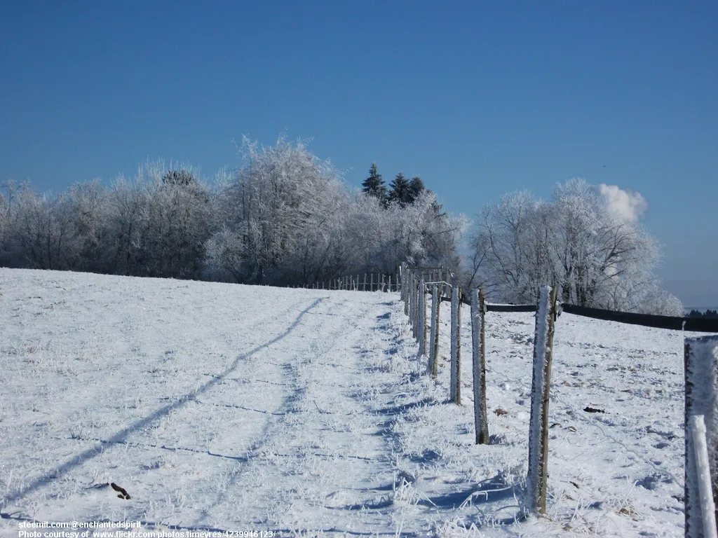 WinterSceneFenceTrail-030118.jpg