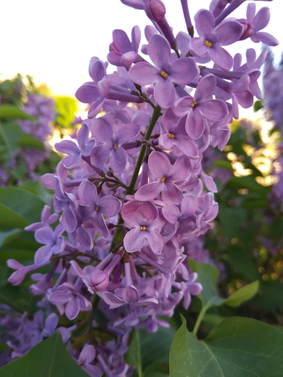 Lilac blossom 20.04.2018.jpg