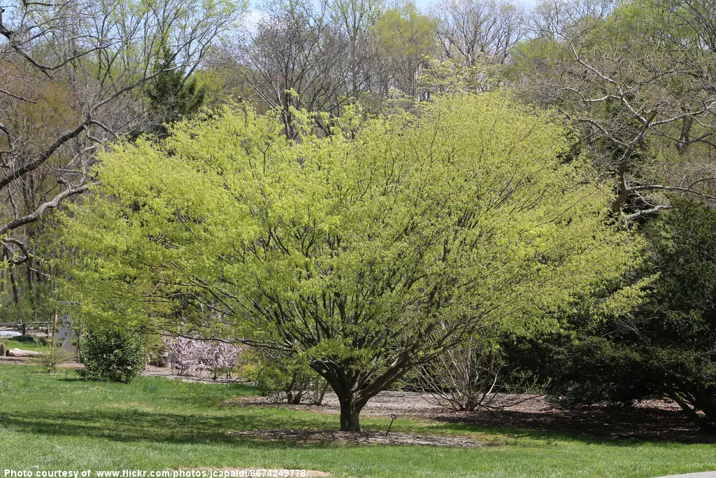 NewSpringLeavesOnTree-032116.jpg