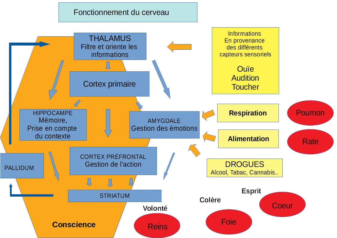 fonctionnement cerveau 2.png