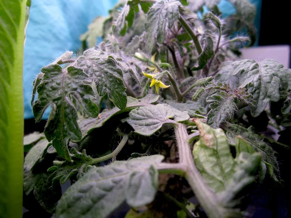 Tomatoes 4 10 2018 k.jpg
