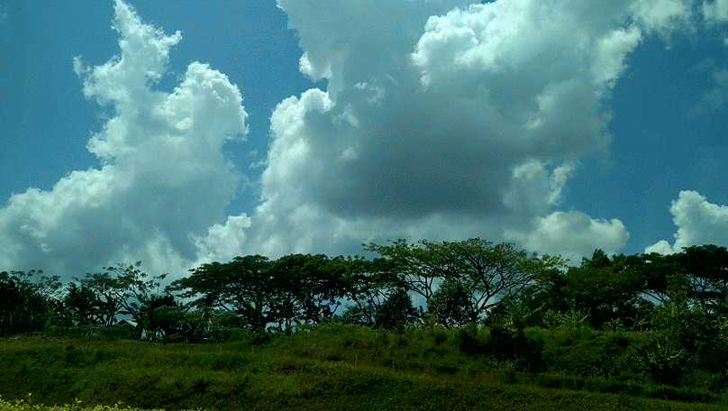 Tree along the highway.gif