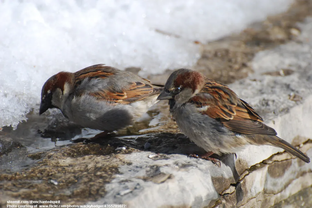 SparrowsInTheSnow-001-030818.jpg