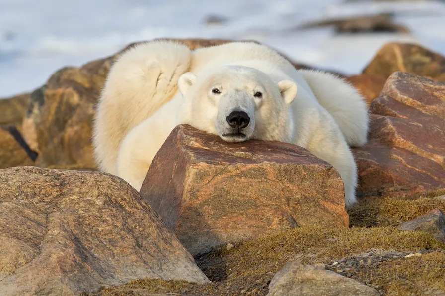 polar-bear-foto-mike-johnson.jpg