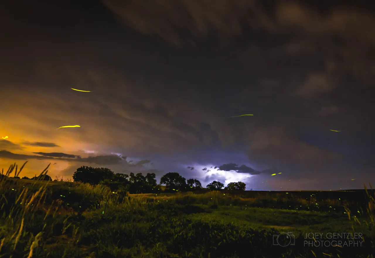 Fireflies With WaterMark.jpg