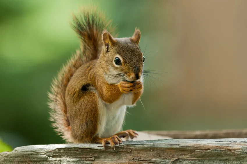 squirrel_000016694173_manook.jpg