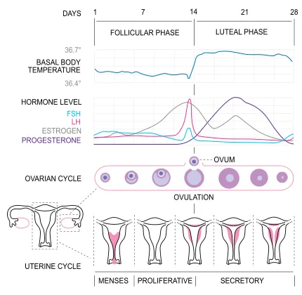 430px-MenstrualCycle2_en.svg.png