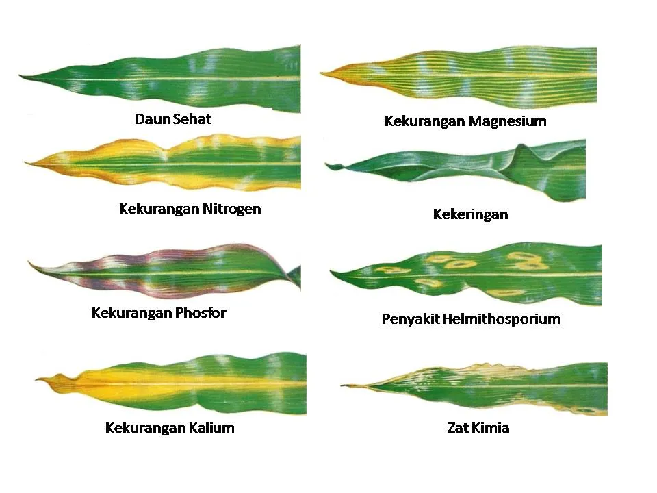 20150128222335-Daun Jagung.jpg