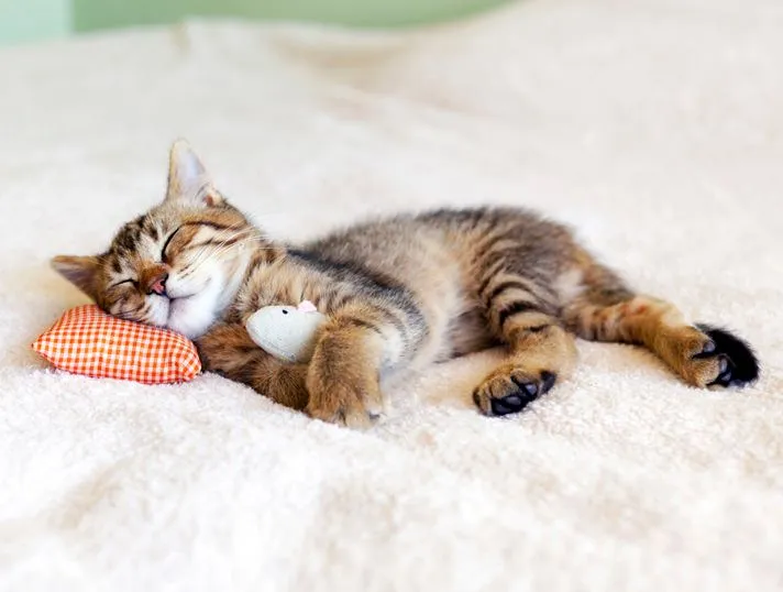 sleeping-kitten-TS_160626325.jpg