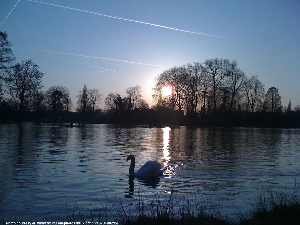 SwanLakeAtSunrise-001-051518.jpg