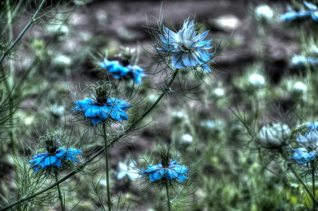 flower7