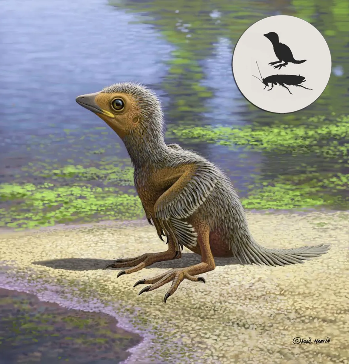 avian.jpg