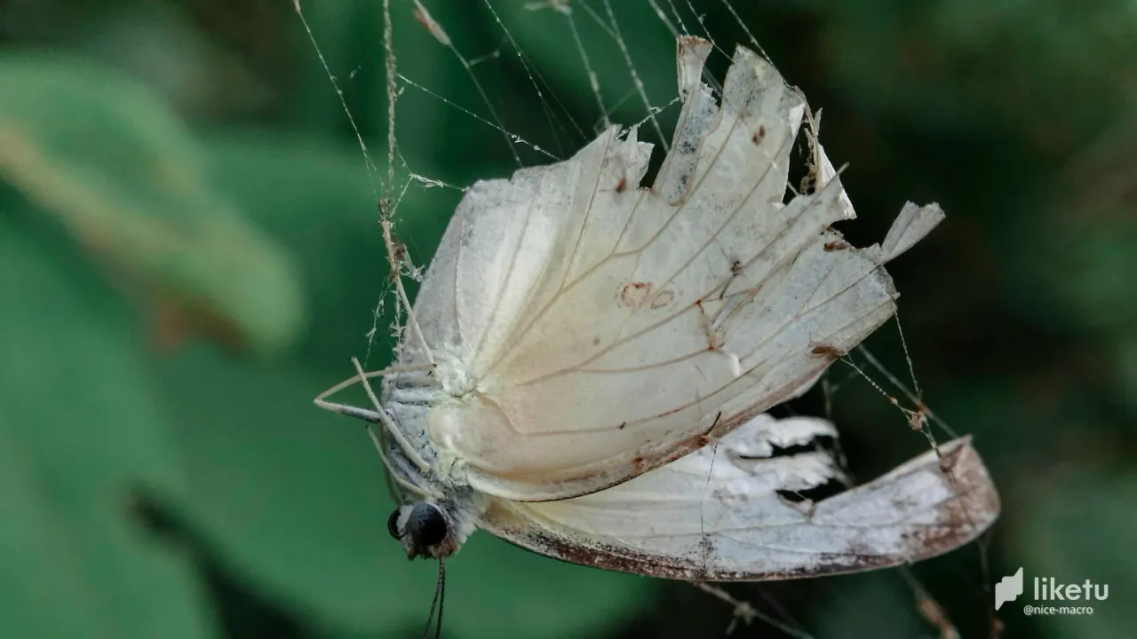 405opjpkywisgd7_macro.jpg