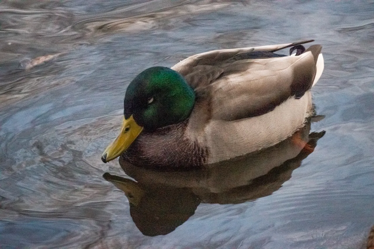 DSC00092.jpg