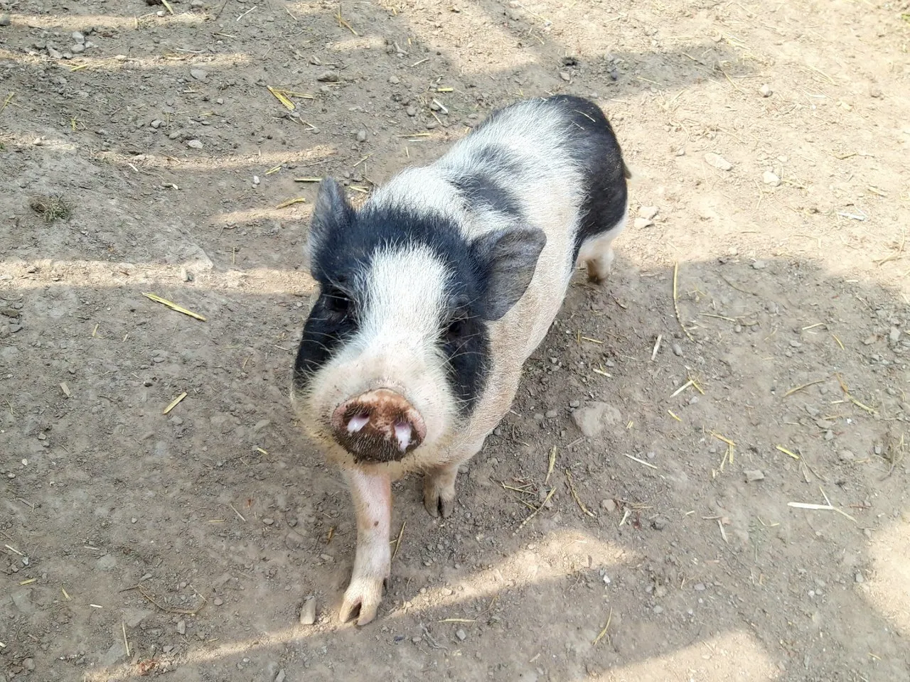 pig2.jpg