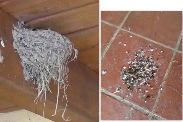 nest2.jpg