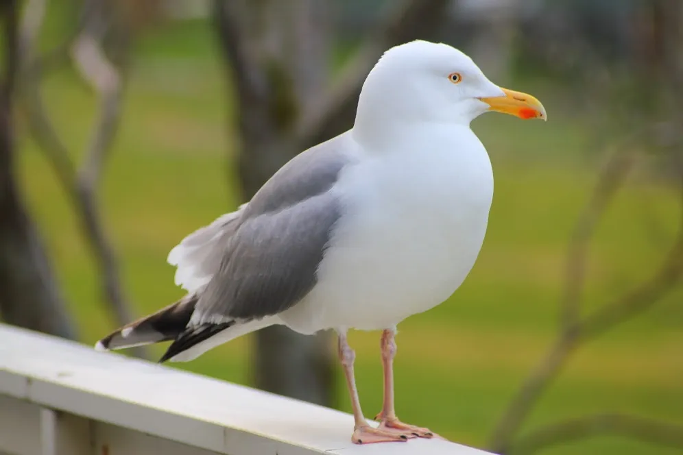 To akurat zwykła mewa | Just a seagull