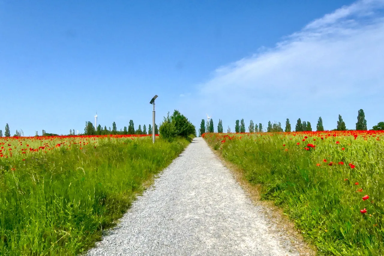 Through poppy fields