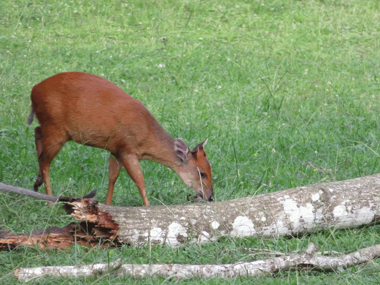 Animal - Red duiker