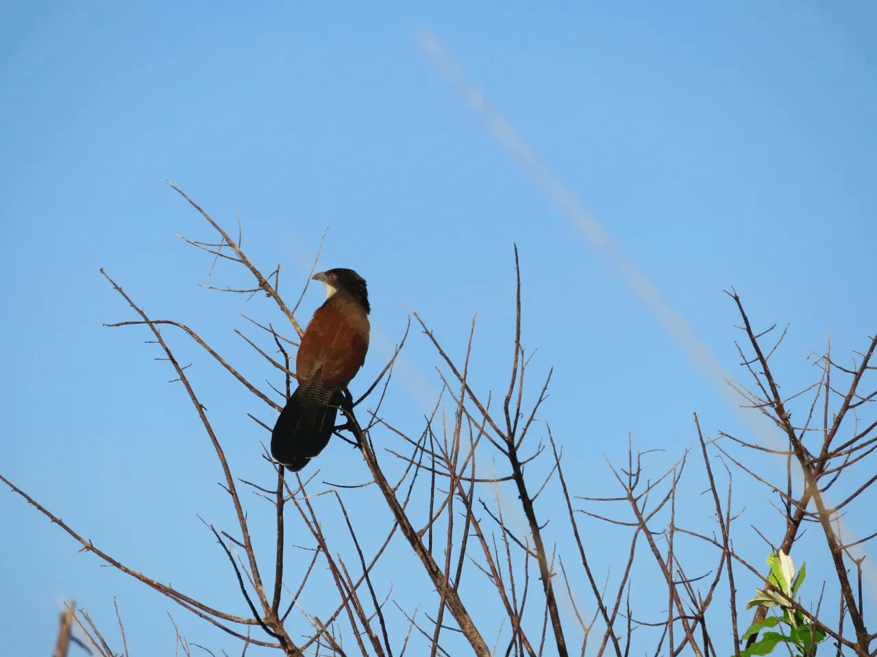 Burchell's coucal Birds of South Africa