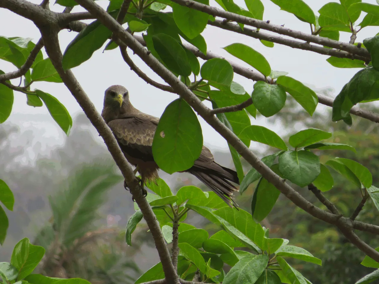 Yellow-billed kite