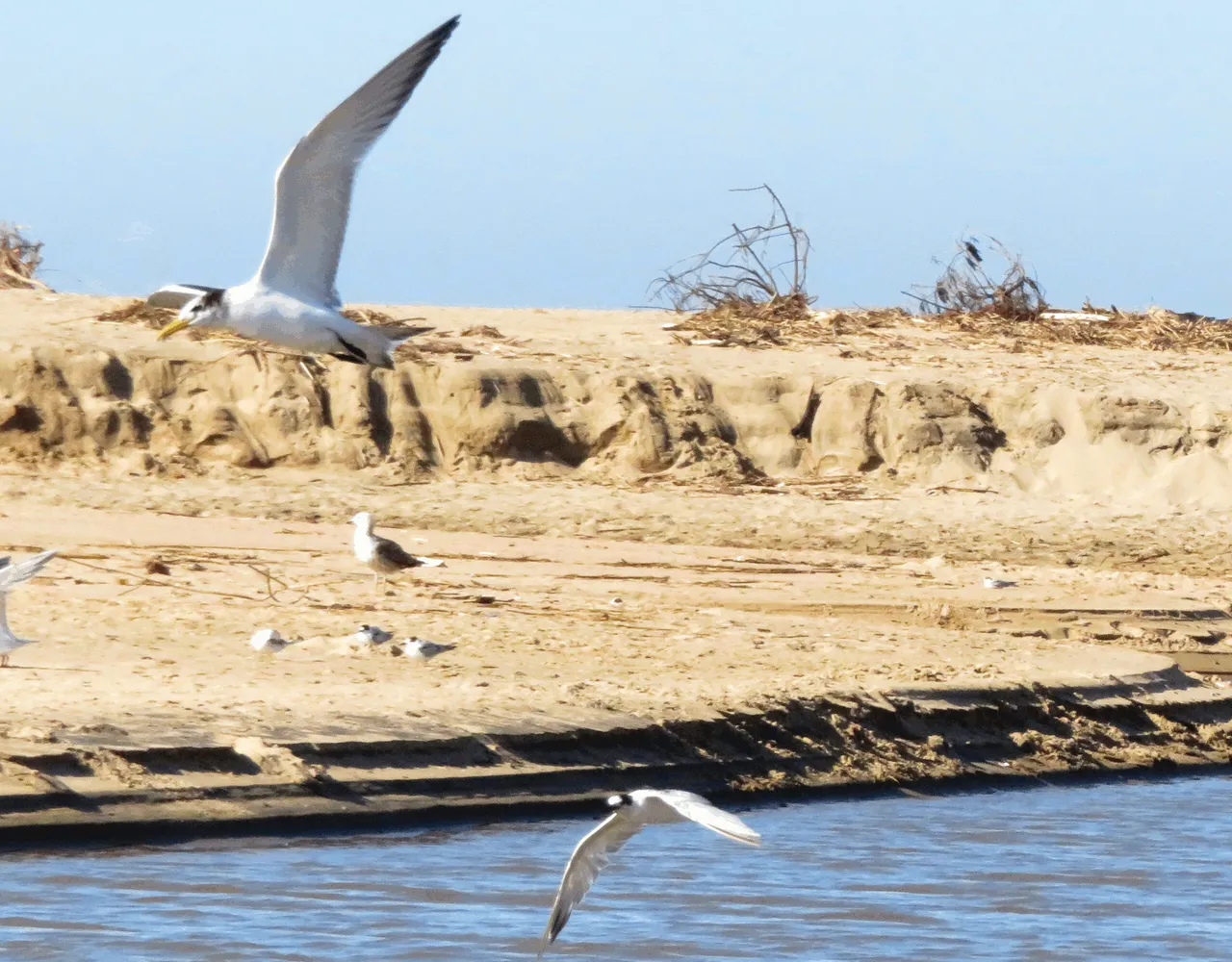 Common tern