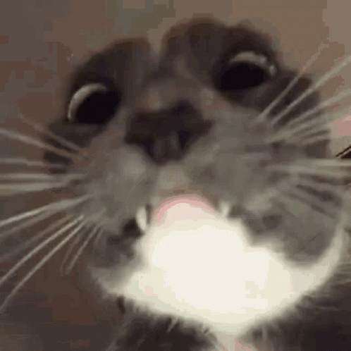 untitled.gif