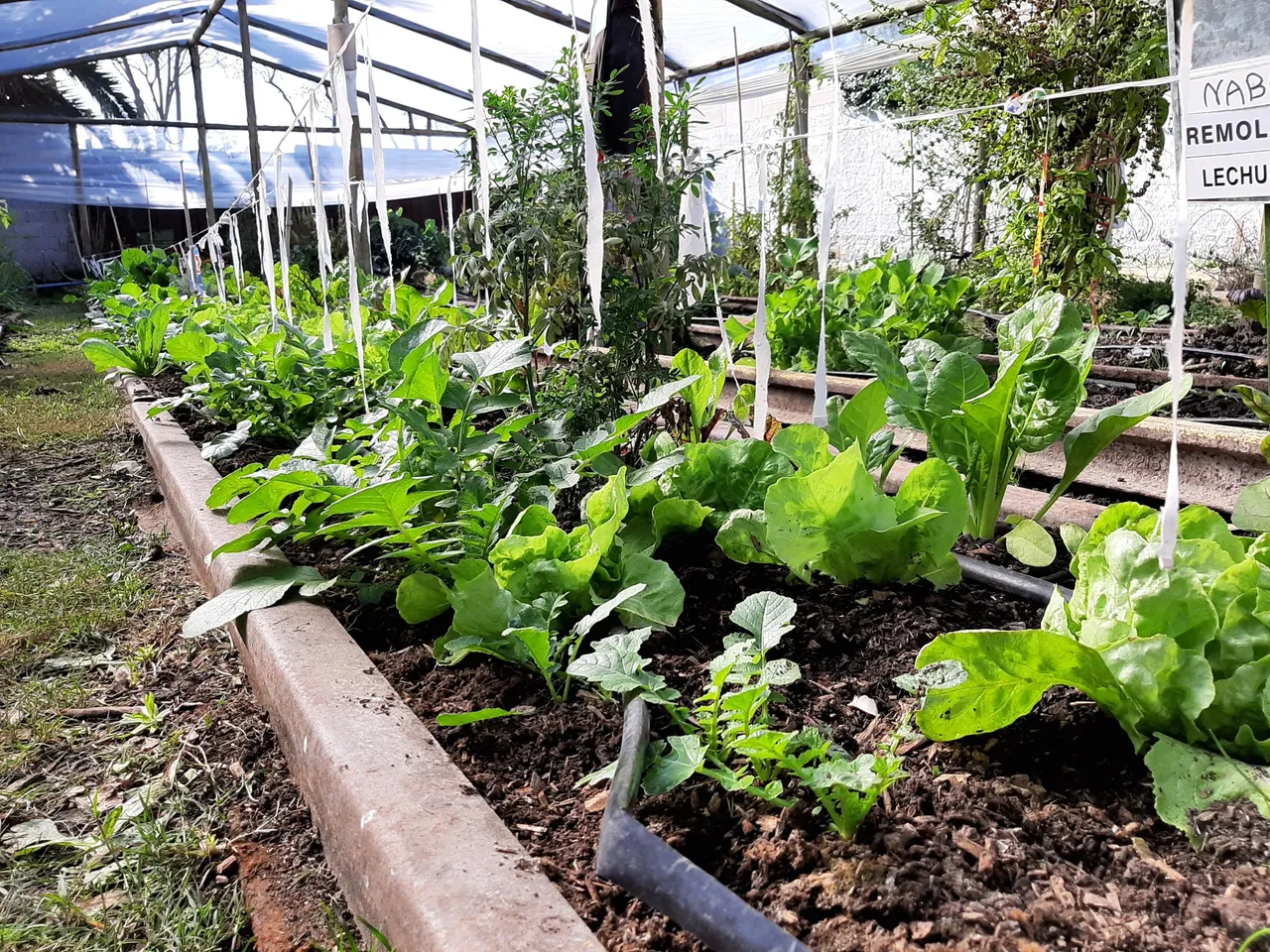 Foto de la Huerta Comunitaria de Peñarol  @loliponcedeleon (Primera Dama)