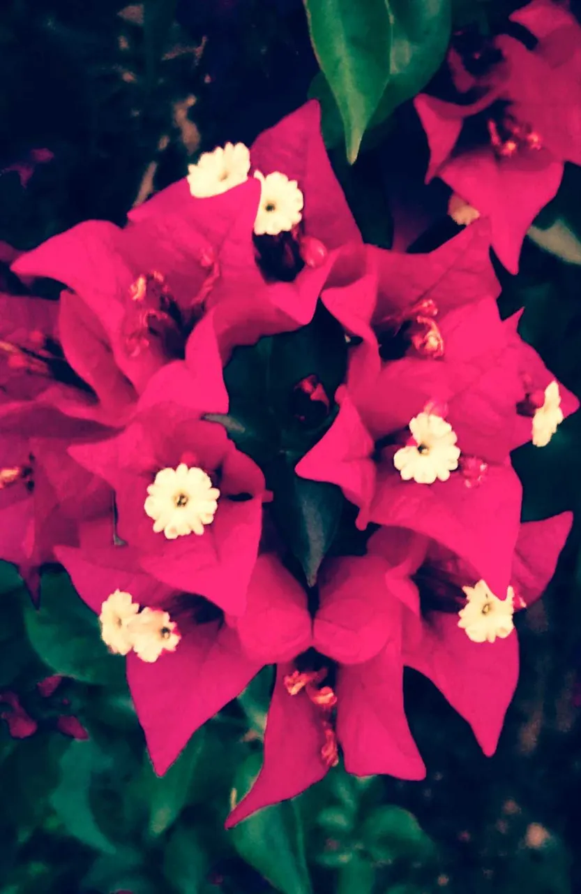 Bougainvillea spp.