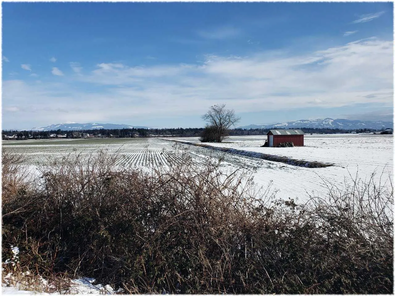 snowyField.jpg