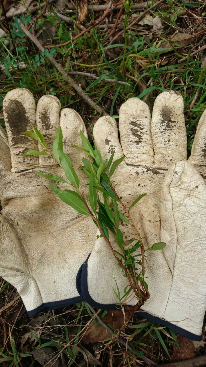 Bluebell Creeper, Billardiera heterophylla on a pair of gloves