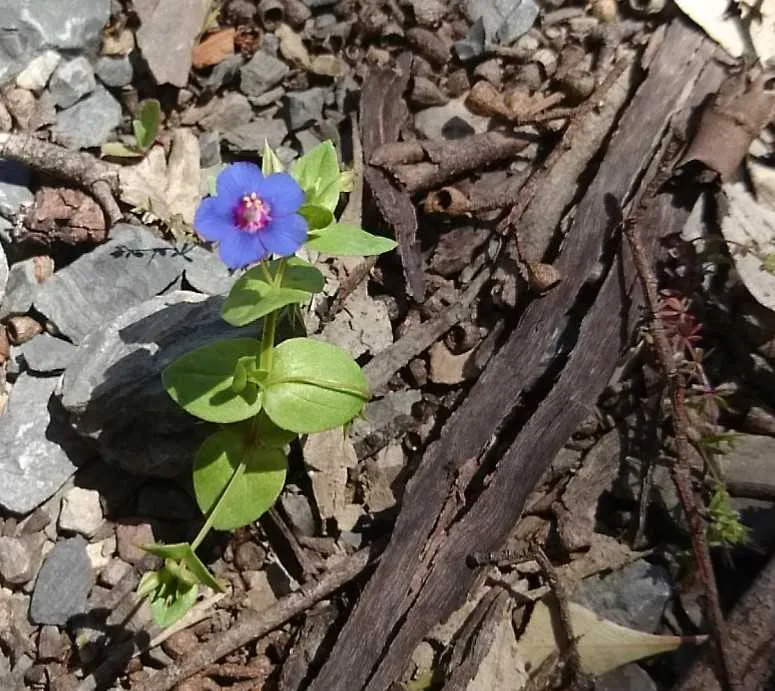 Tiny flower close up