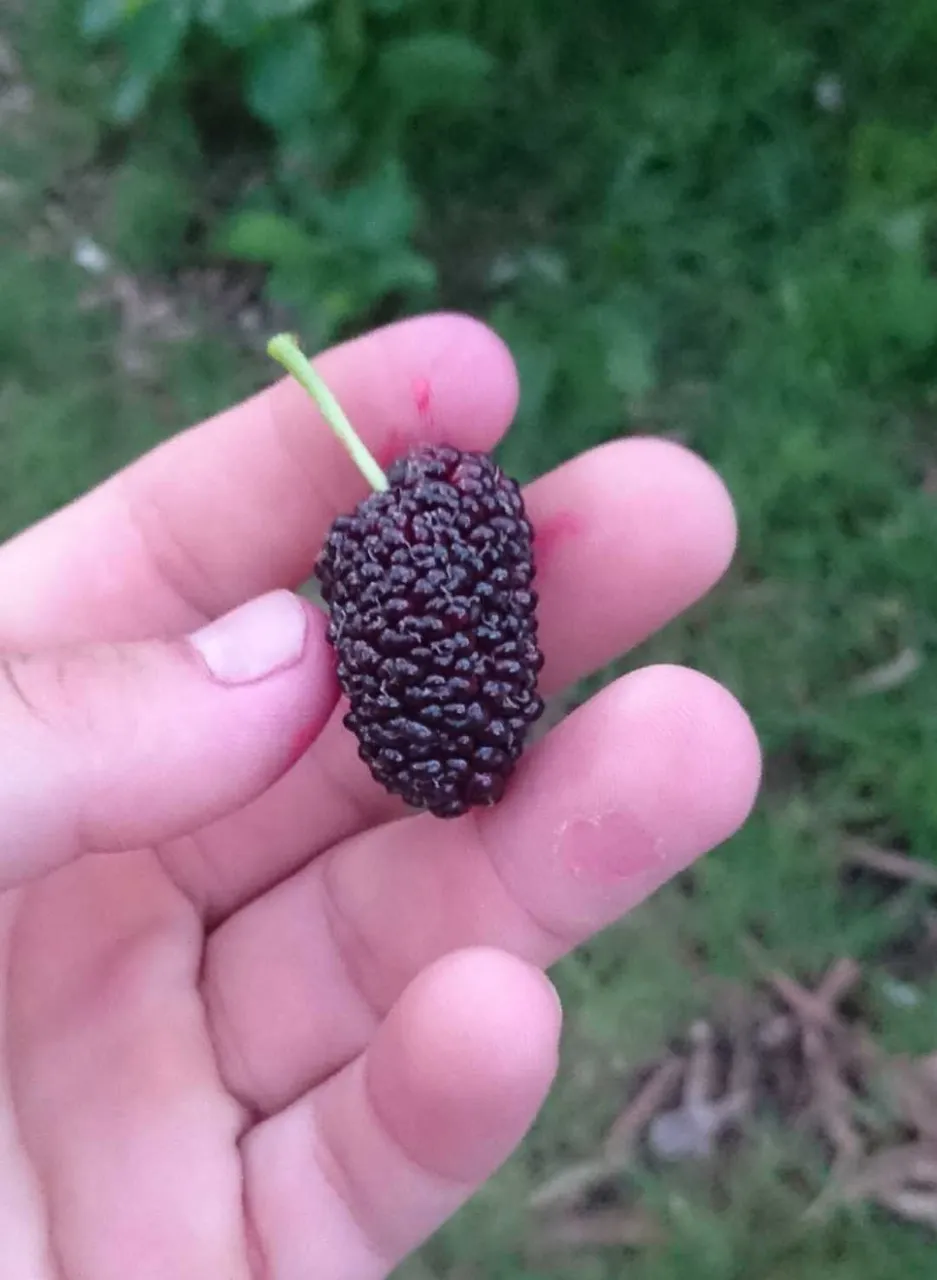 Mulberry in hand