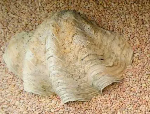 Big Bivalve Shell