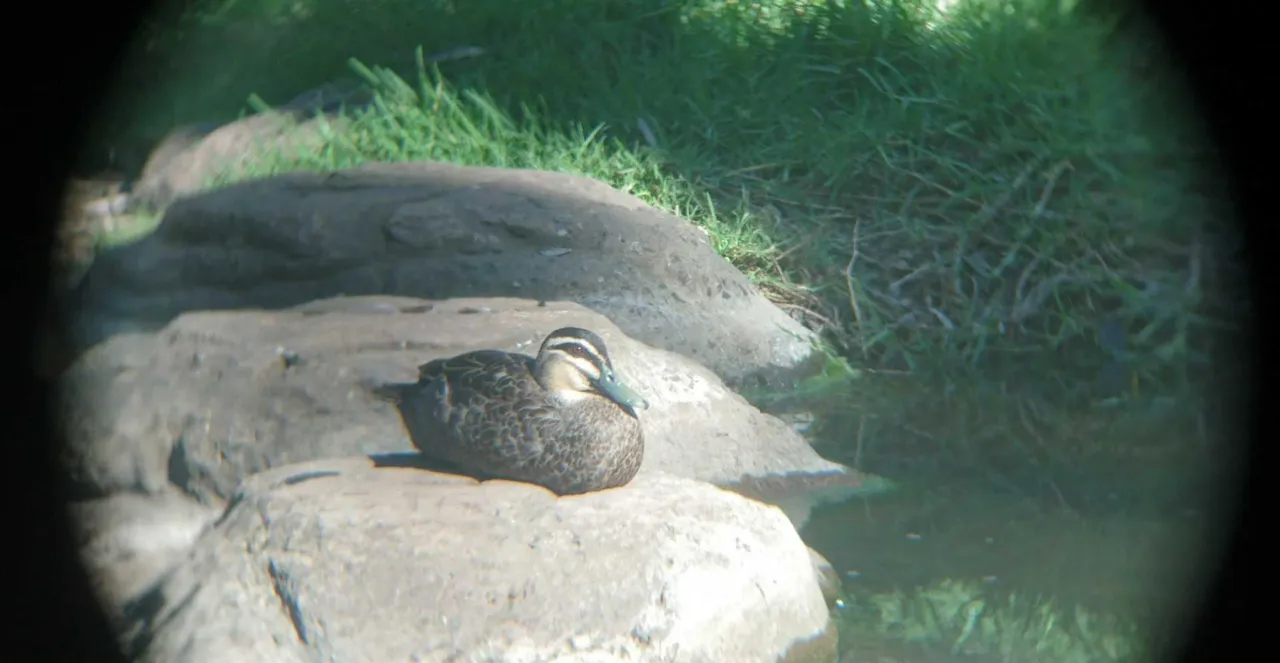 Duck in Sturt Gorge