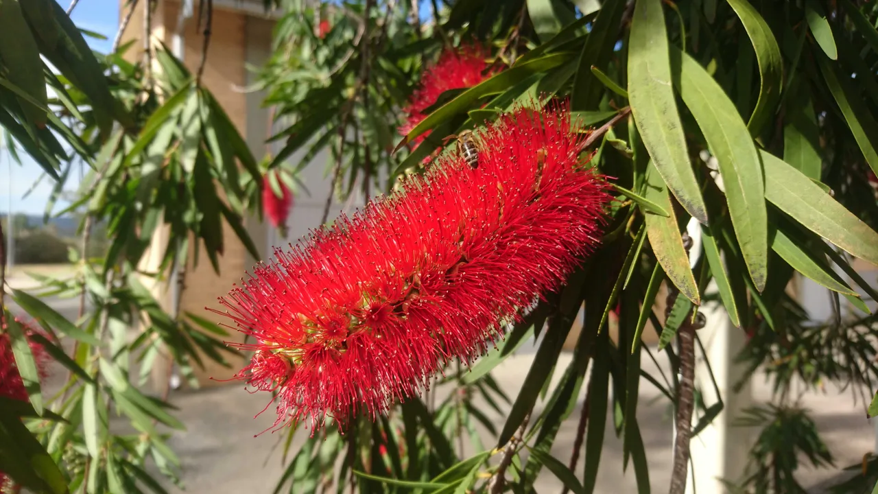 Bottlebrush flowers