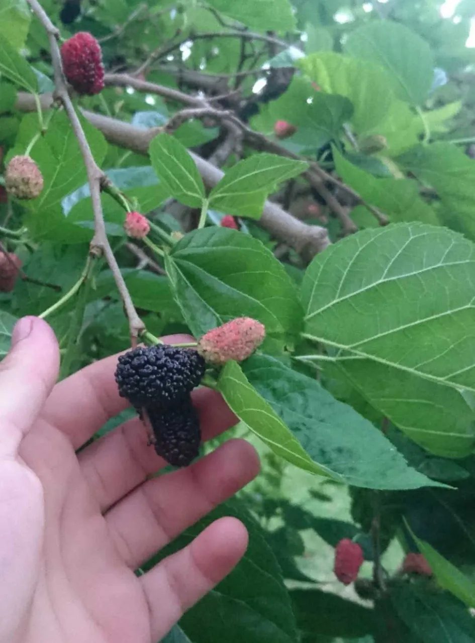 Mulberry tree