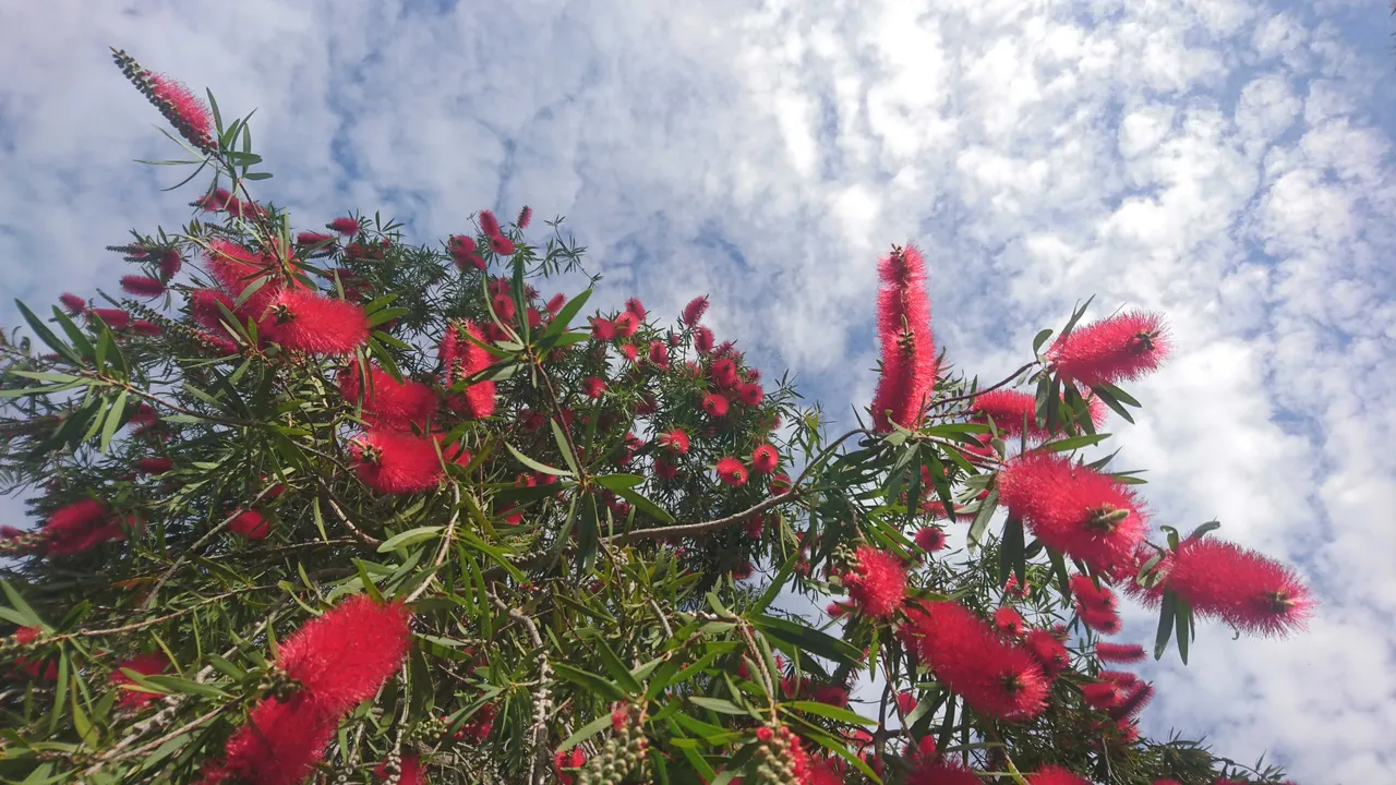 Bottlebrush tree