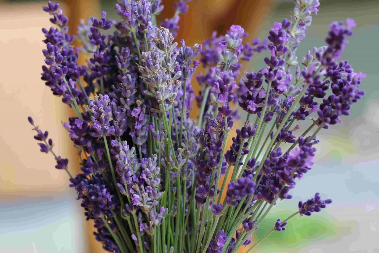 For the love of lavender (Lavendula officinalis)