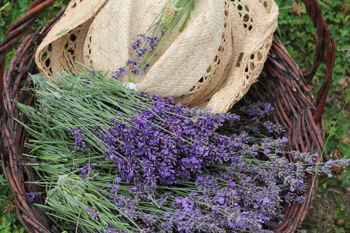 The Healing Garden: Growing Lavender (Lavendula officinalis)