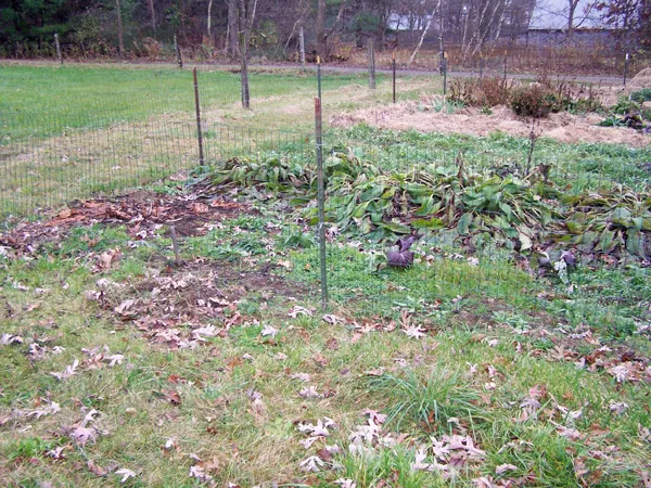 Big garden - Jerusalem artichoke, comfrey crop November 2019.jpg