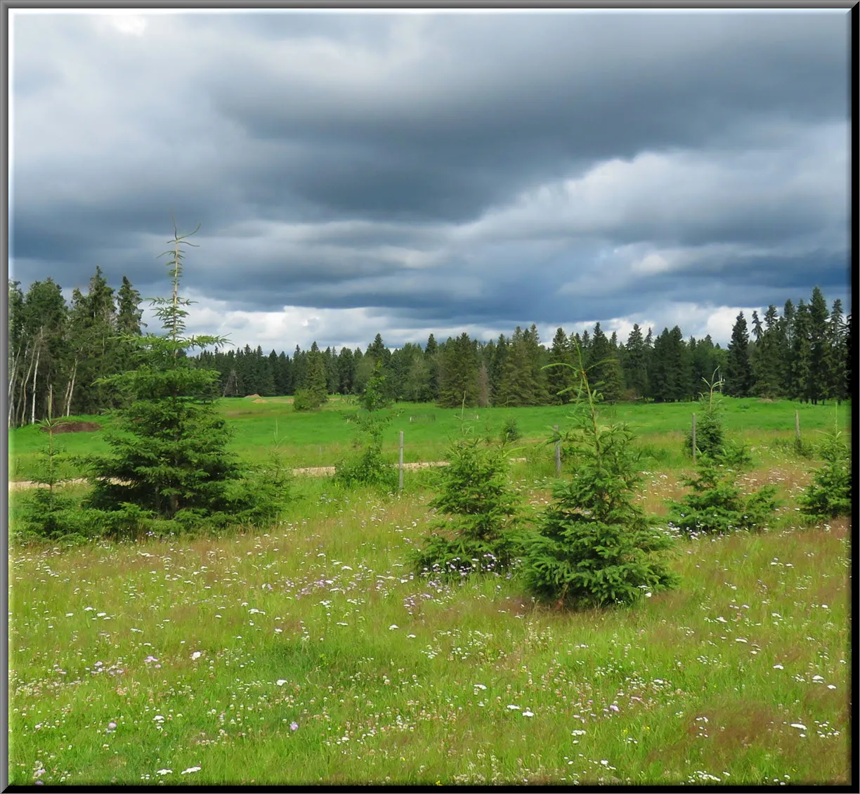 young spruce among wildflowers with more spruce trees in background dark clouds above.JPG